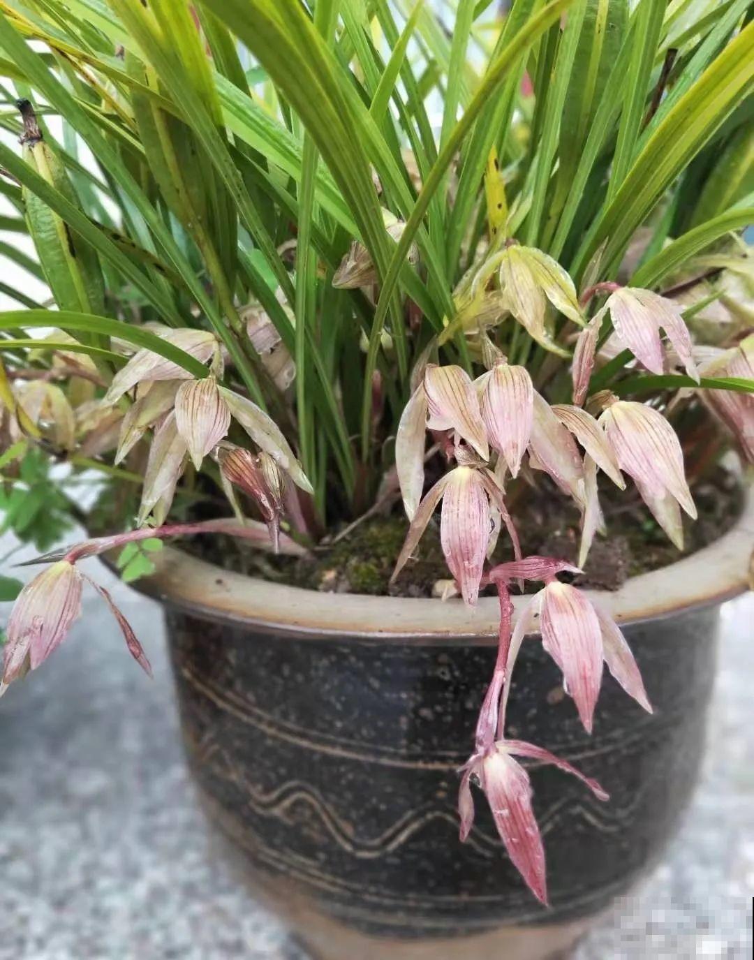 10种花爱淋雨，下雨扔外面，比白菜长的还快！