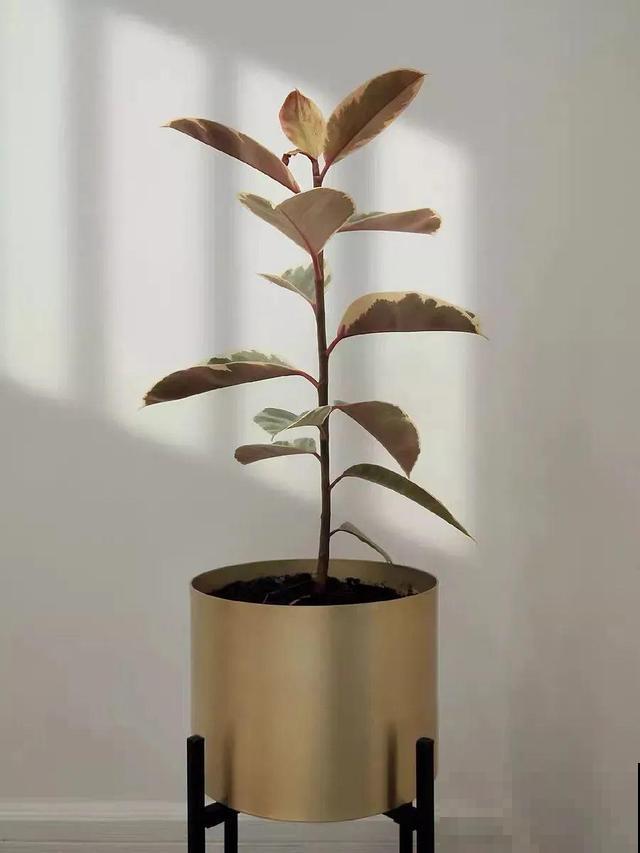 橡皮树叶子像艺术品，放阴凉地儿长得更旺，摆客厅能镇宅！