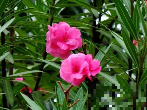 5种植物花粉有毒，不要摘下来闻，对身体不好！