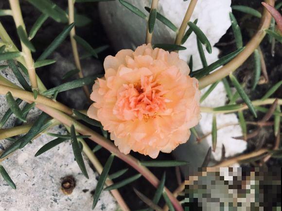 死不了的太阳花，夏天能把盆撑破，20多个品种你都没见过！