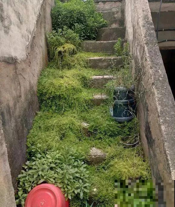 真正的花坚强,墙缝、地缝都能长,开花特别旺! 真正的花坚强,墙缝、地缝都能长,开花特别旺!