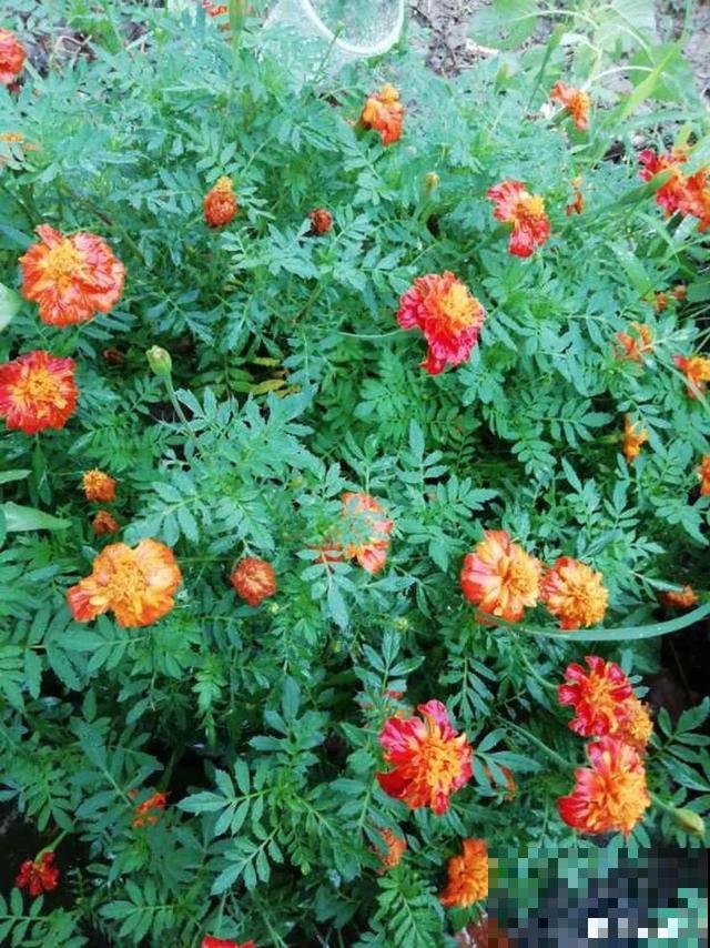 7种花插土里，立马长满院子，蚊虫不敢靠近！