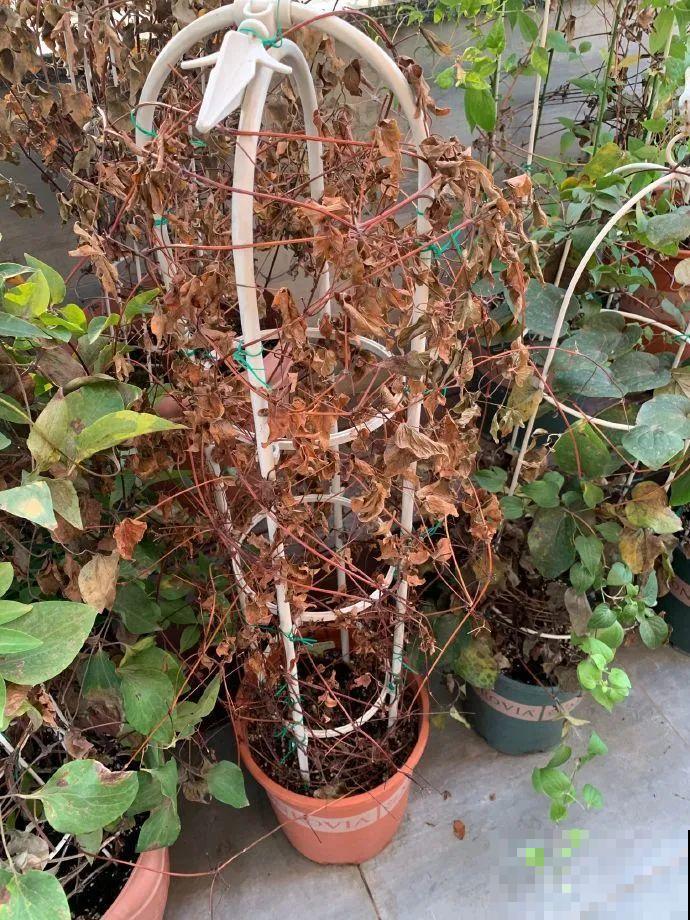 绣球马上剪，下个月就晚了，错过明年不开花