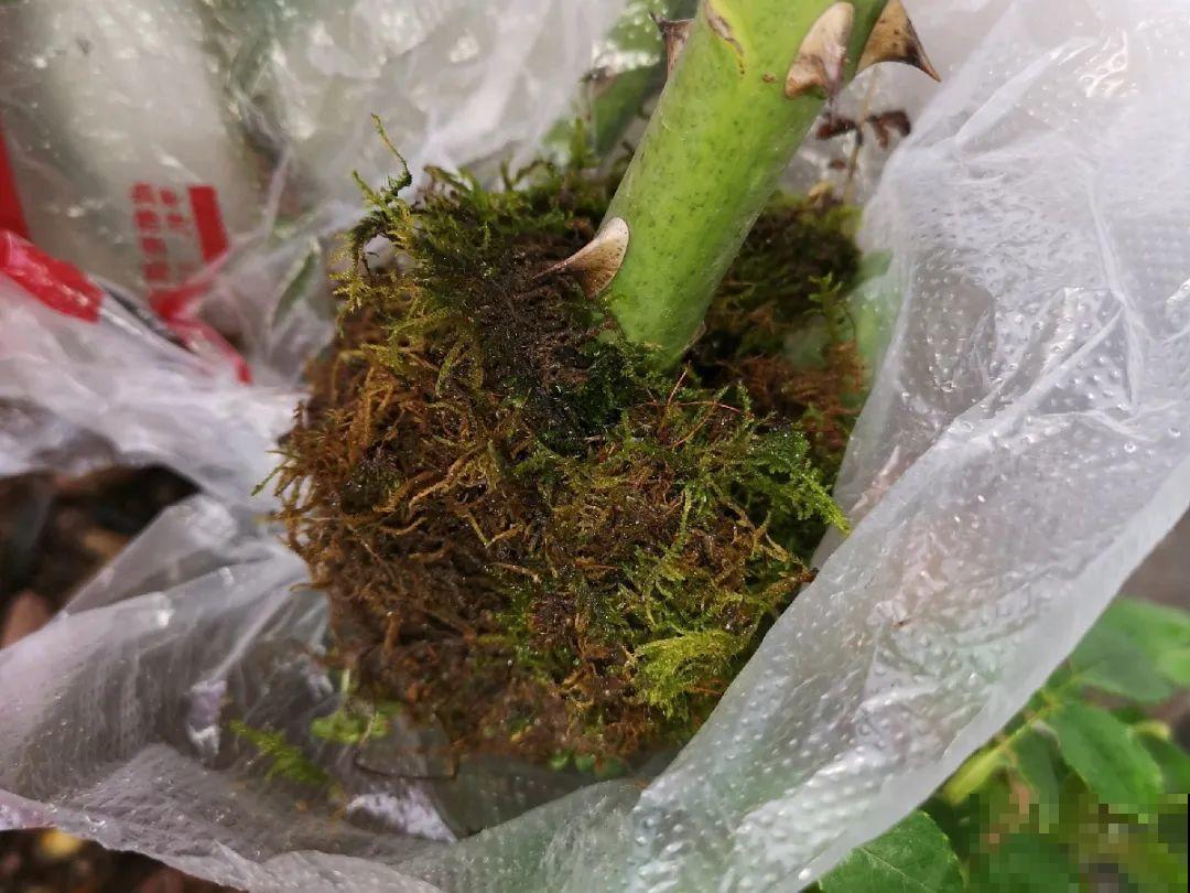 这花不用扦插，枝条往下一拉，1盆变20盆！