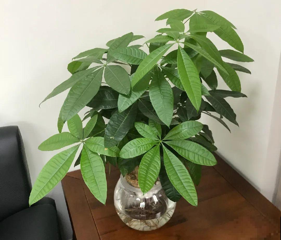 10种花最怕热,夏天养水里,才能活下来! 10种花最怕热,夏天养水里,才能活下来!