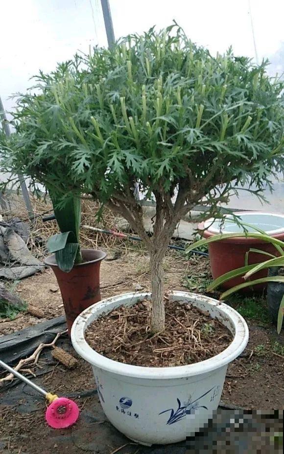 虎皮兰,红掌,吊兰养成老桩,变成大树,真壮观! 虎皮兰,红掌,吊兰养成老桩,变成大树,真壮观!