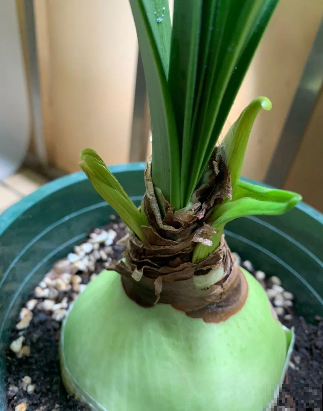 花苞刚冒出来就掉了，原来是这里出毛病了！