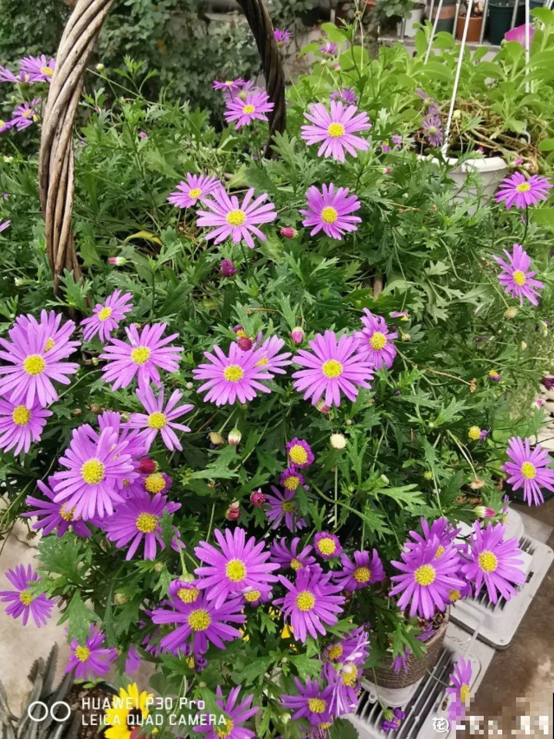 18种最好养的花大盘点，绿萝只能排倒第一！