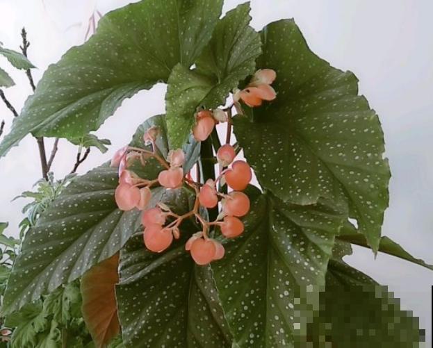 耐阴怕晒的花，一晒叶子就发黄干裂，放阴凉地养得好！