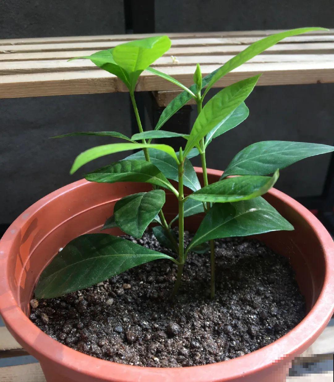 10种花,现在赶紧扦插,随便插土里就能活 10种花,现在赶紧扦插,随便插土里就能活
