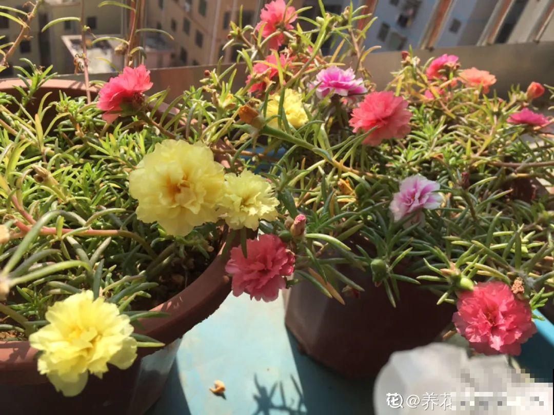 12种花，适合夹缝里养，不占地儿、开花最多！