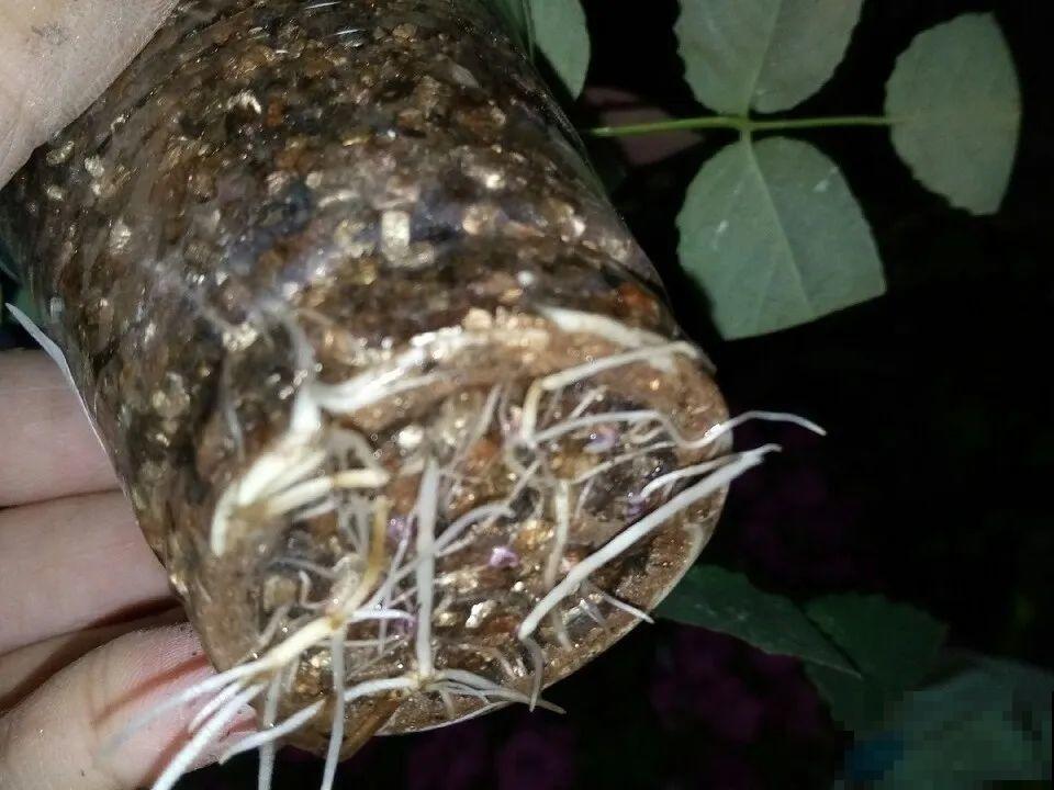 路边捡的枝条，回来一插就活，长成大花树了！