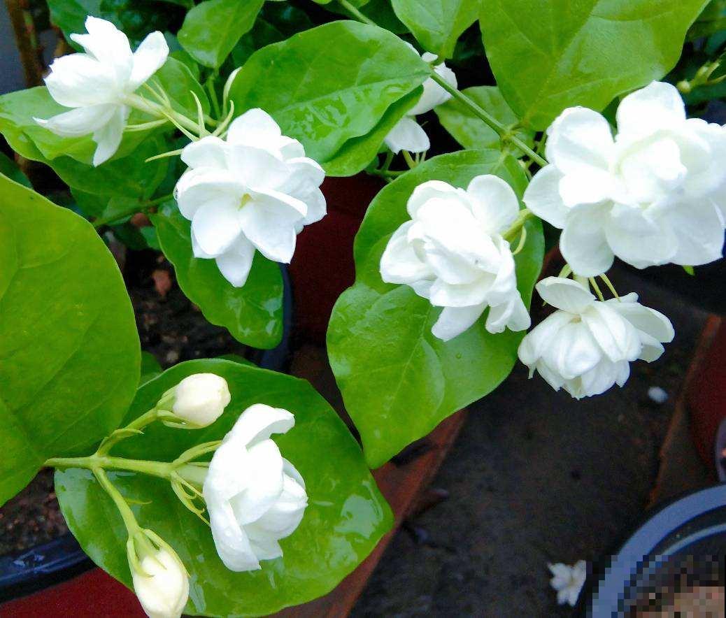 4种香香花，养在家里味道清新，还能杀菌去异味