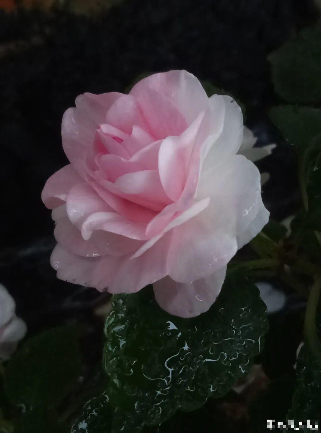 30种耐阴花，室内光照不佳，也能全年开花！