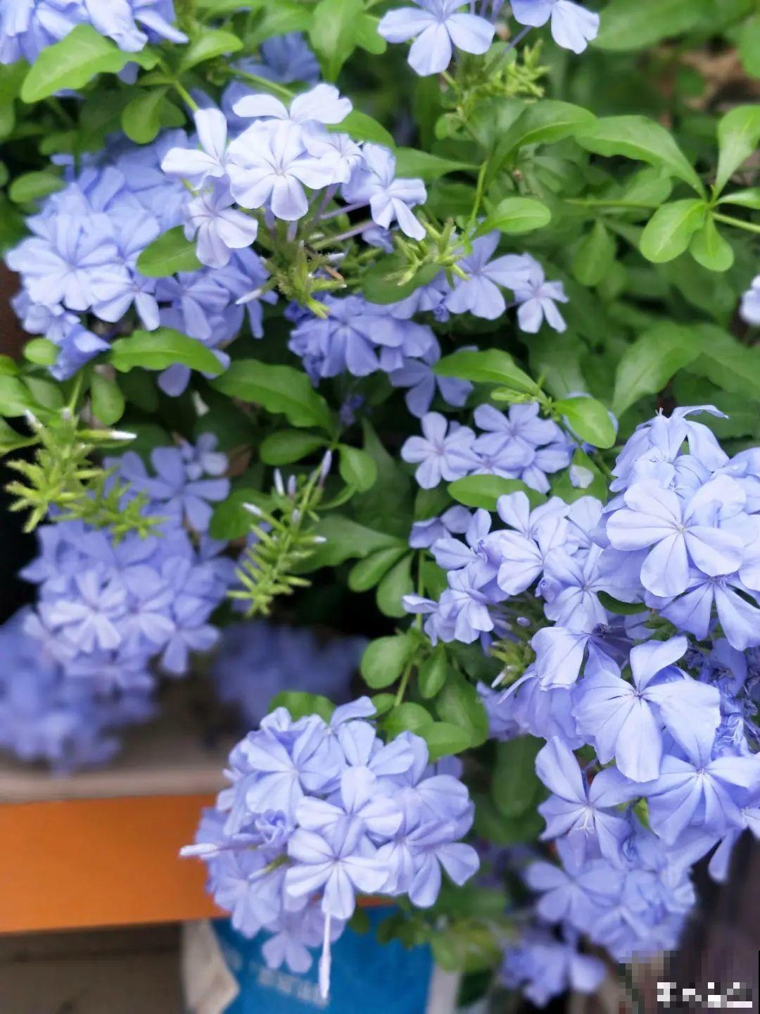 7种花就是饮水机,一天不喝水,叶子全瘪了! 7种花就是饮水机,一天不喝水,叶子全瘪了!