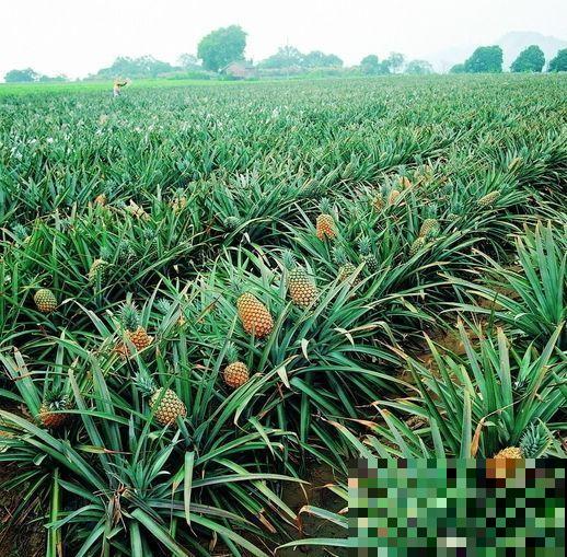 16个植物冷知识,第一次听说,太神奇了! 16个植物冷知识,第一次听说,太神奇了!