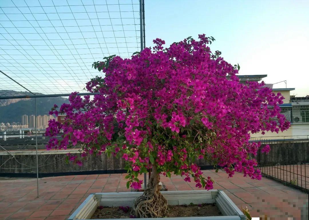 吊兰就用小盆养，根系拽一拽，立马变老桩！