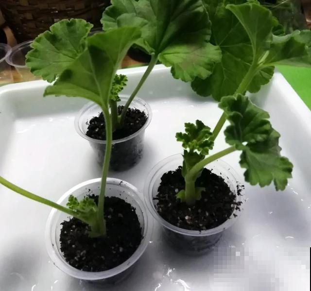 天热扦插3种花,成活率很高,2周就冒大白根! 天热扦插3种花,成活率很高,2周就冒大白根!