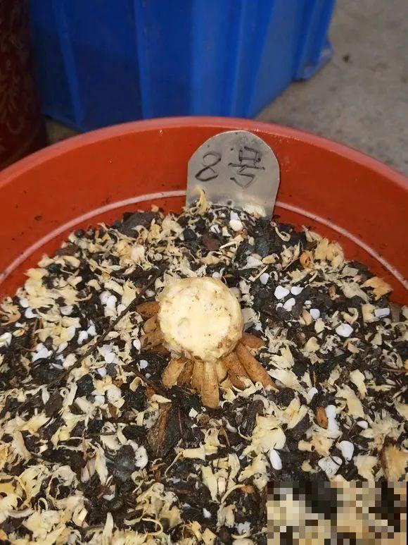 30年的君子兰,长出粗壮大老桩,砍还是不砍? 30年的君子兰,长出粗壮大老桩,砍还是不砍?