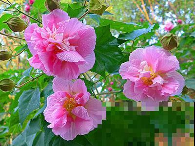 二十四节气,24种花,送给大家一起欣赏! 二十四节气,24种花,送给大家一起欣赏!