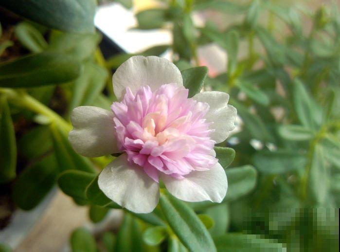 死不了的太阳花，夏天能把盆撑破，20多个品种你都没见过！