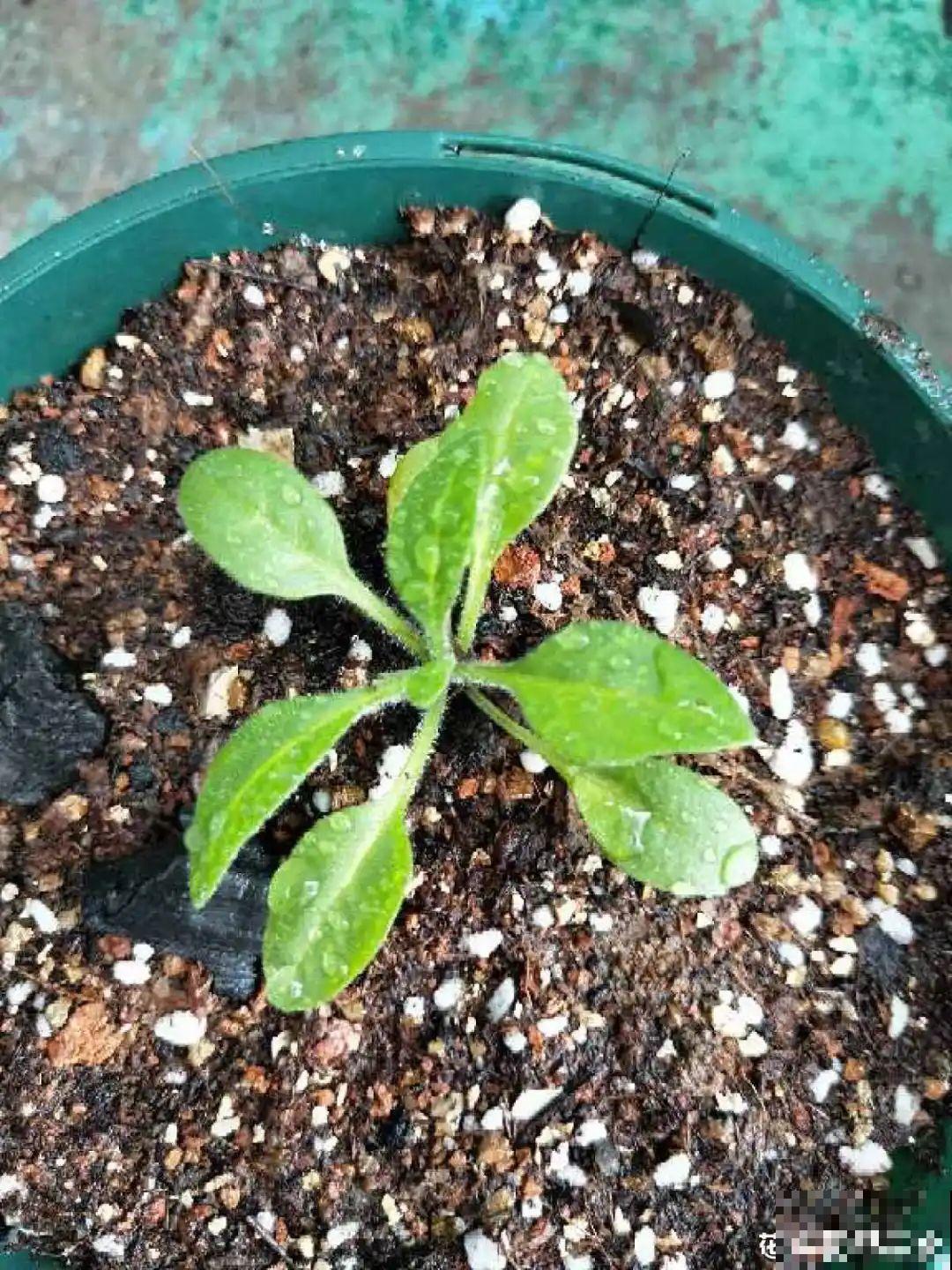 小阳台最适合养这花，一晒就开爆，花多得不见叶！