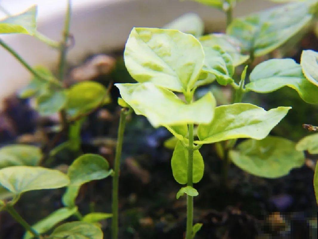 茉莉花后赶紧剪,剪完就开花,一直剪一直开! 茉莉花后赶紧剪,剪完就开花,一直剪一直开!