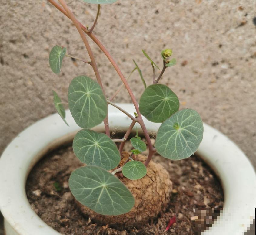 这花名叫山乌龟，叶子圆圆能聚财，种盆里比绿萝好看多了！
