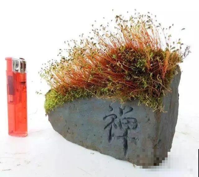 高价花盆扔一地，捡到手软，回家种花美炸了！
