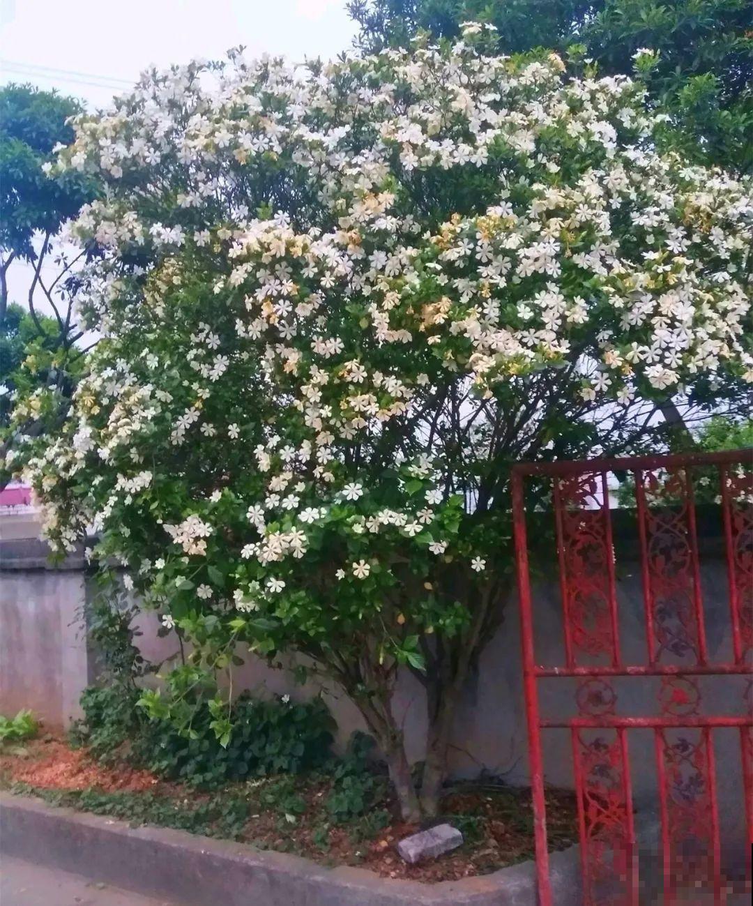 这20种花，晒不死、热不死，天热一直狂开花！