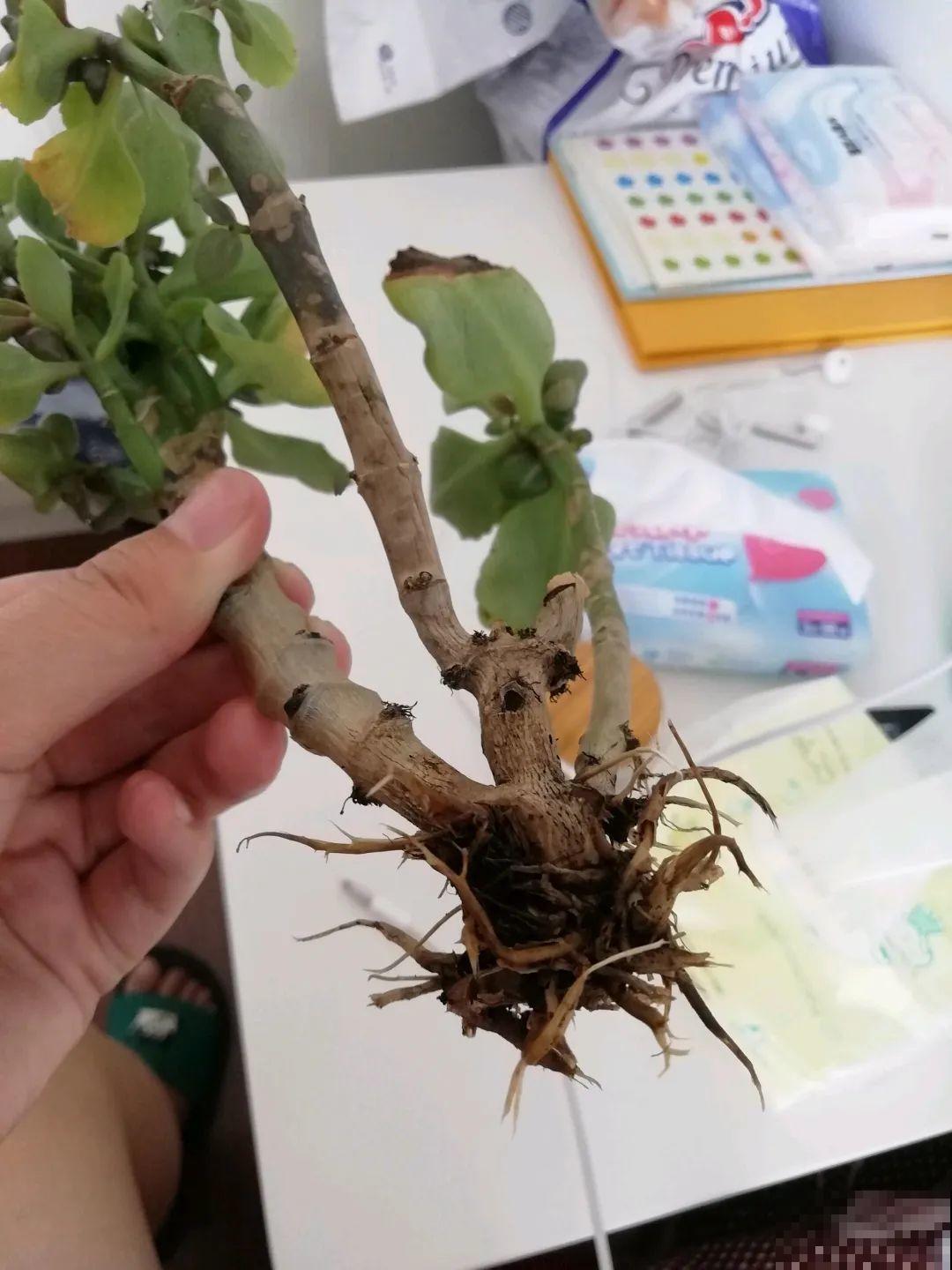 11种花夏天少浇水，否则3天就死了！