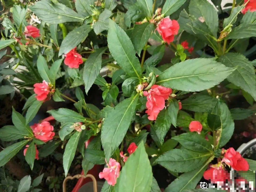 农村院子没人管的花，一长一大片，天热美翻了！