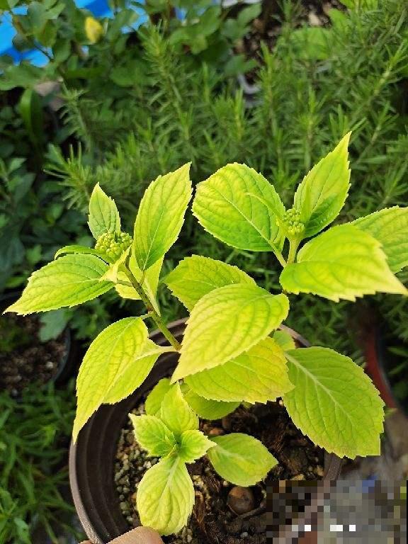 土里撒点粉末,碱性变酸性,花朵蹭蹭开不黄叶 土里撒点粉末,碱性变酸性,花朵蹭蹭开不黄叶