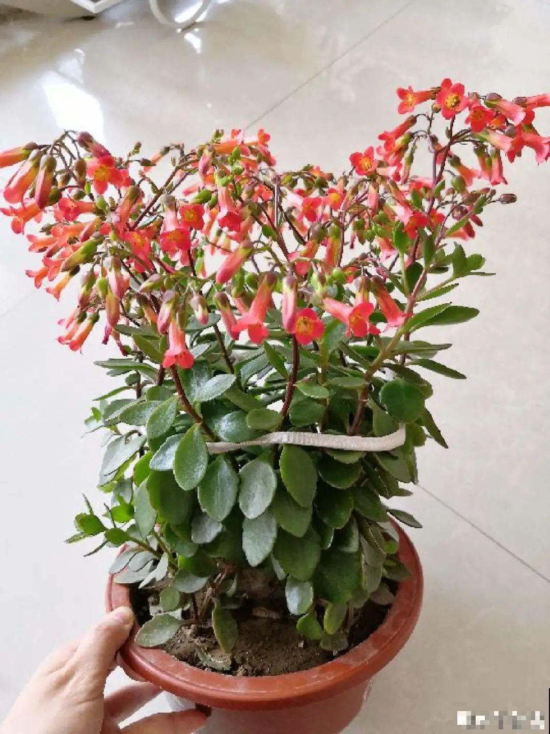 5种灯笼花，开花特别可爱，养起来也很简单！