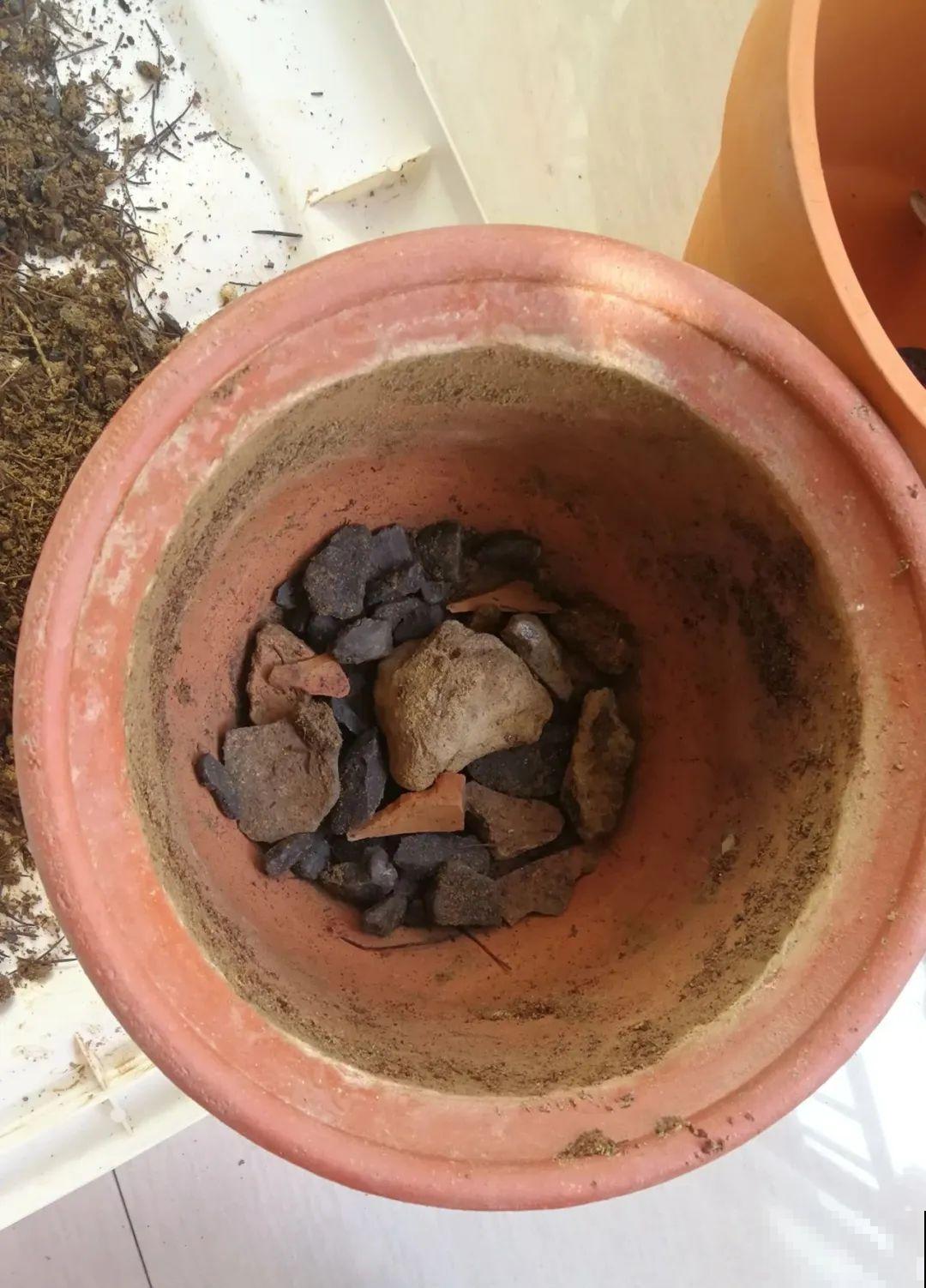 茉莉花后赶紧剪,剪完就开花,一直剪一直开! 茉莉花后赶紧剪,剪完就开花,一直剪一直开!