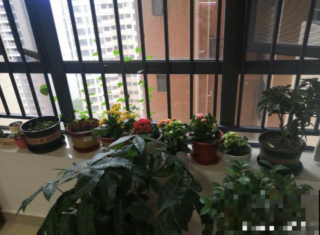 北阳台养花，选对植物，也能造个小花园！