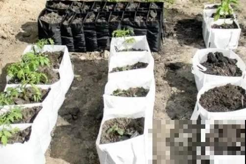 一个捡来的破麻袋,养花效果杠杠的,透气透水不再烂根! 一个捡来的破麻袋,养花效果杠杠的,透气透水不再烂根!