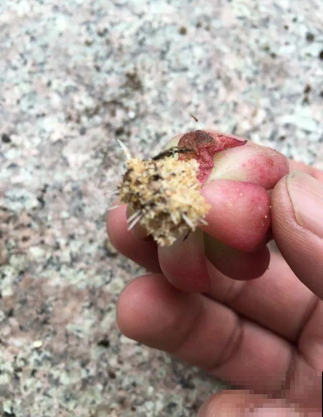7种不起眼的小东西，拿来养花，根长得特壮