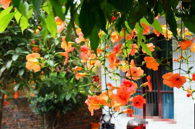 最美的路边花，沾土爬满墙，越热开得越多！