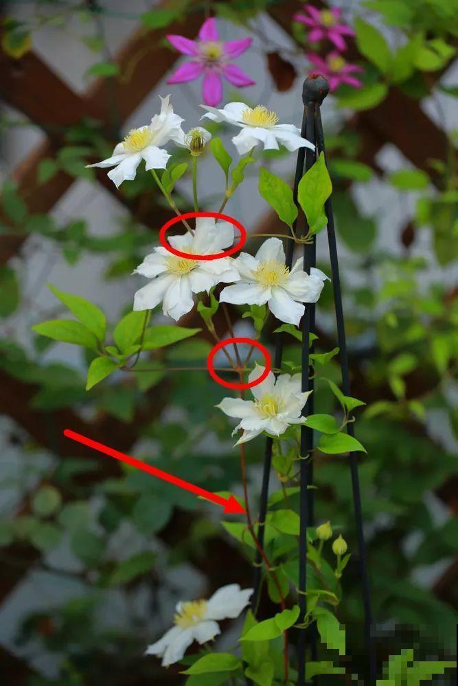 绣球马上剪，下个月就晚了，错过明年不开花