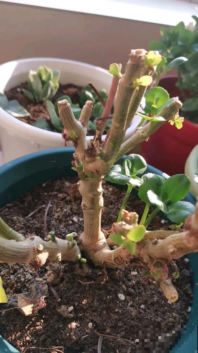 花长了“长胡须”,压土里一埋,10天就生根,特简单! 花长了“长胡须”,压土里一埋,10天就生根,特简单!