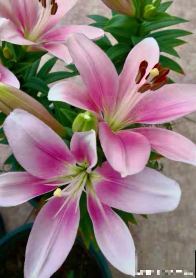 百合花品种那么多,这些中国原生百合,你见过几种? 百合花品种那么多,这些中国原生百合,你见过几种?