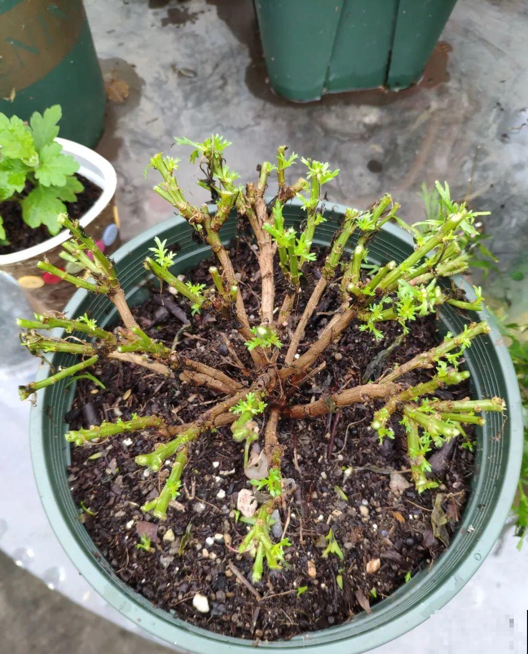 绣球马上剪，下个月就晚了，错过明年不开花