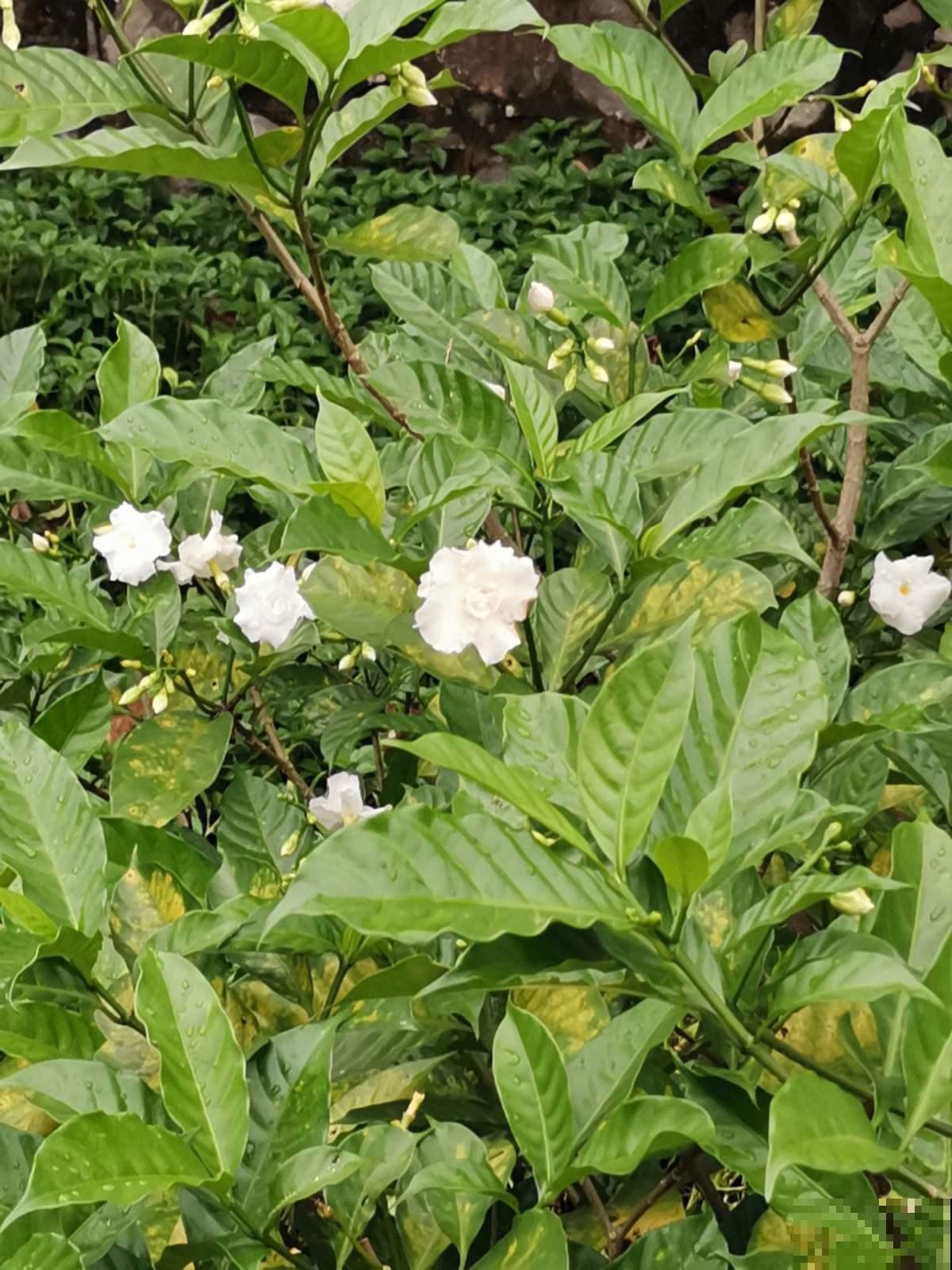 狗牙花是栀子花的盗版?其实开花也很美,而且还有珍贵作用! 狗牙花是栀子花的盗版?其实开花也很美,而且还有珍贵作用!