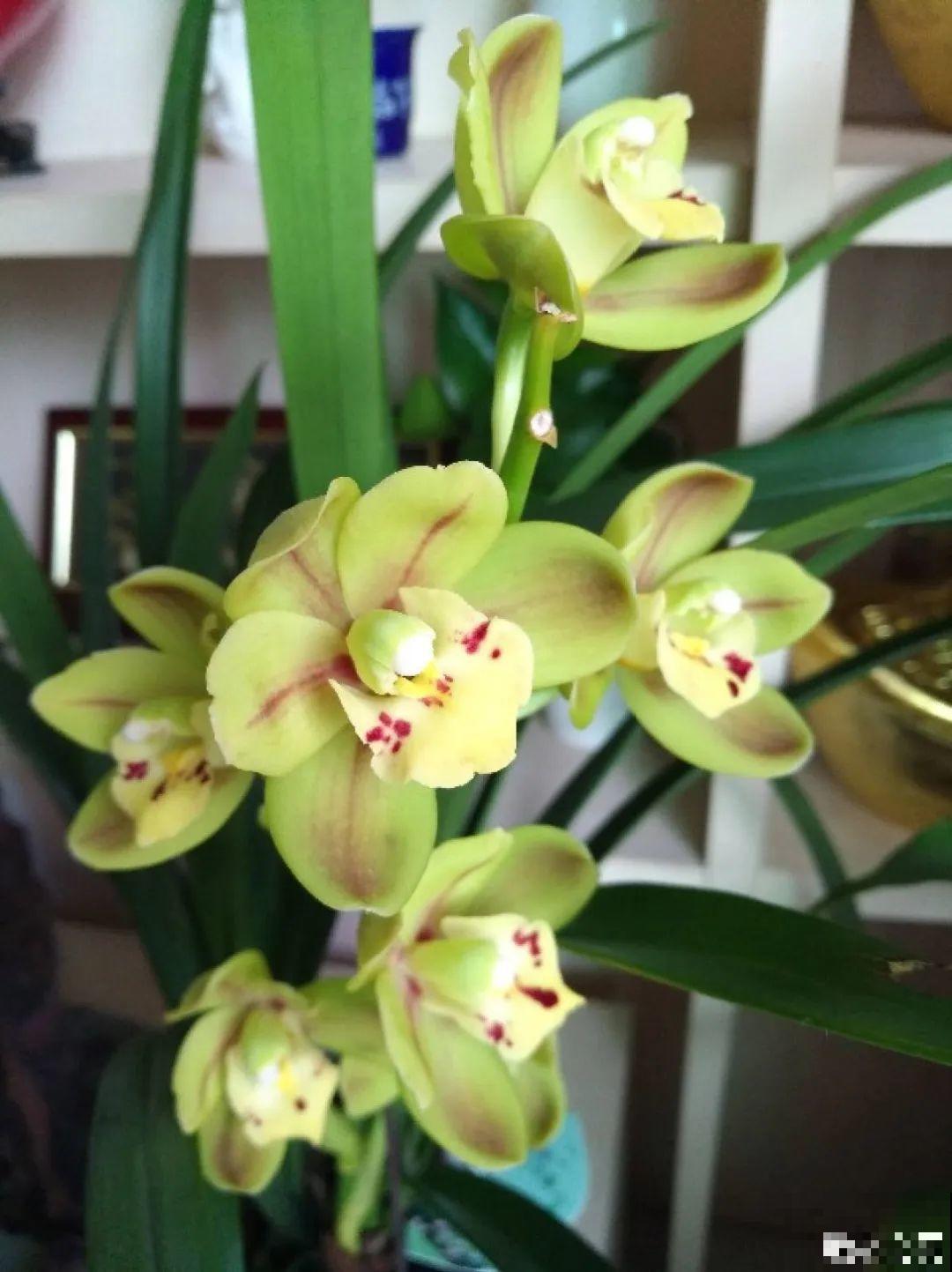 6种花就是磨人精,再也不想养了,累感不爱! 6种花就是磨人精,再也不想养了,累感不爱!