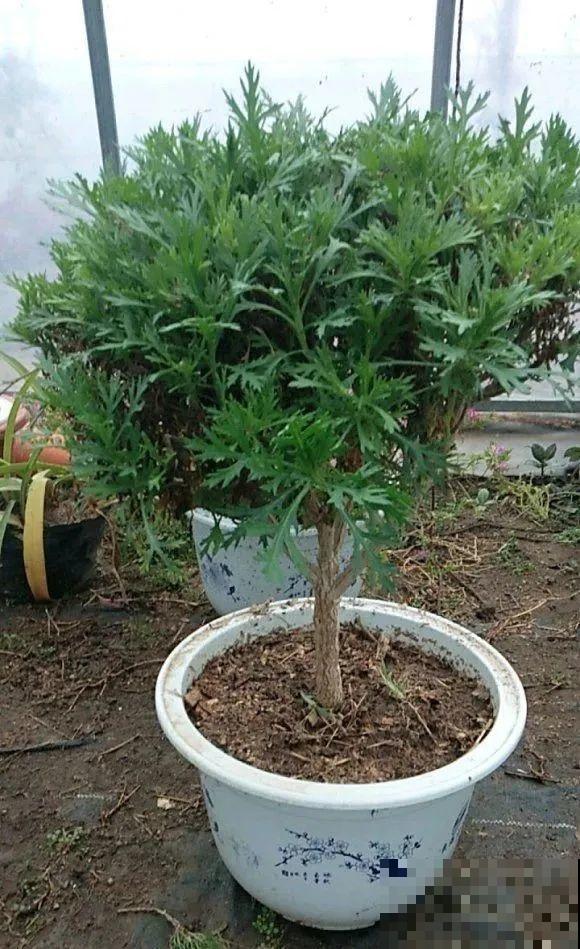 虎皮兰,红掌,吊兰养成老桩,变成大树,真壮观! 虎皮兰,红掌,吊兰养成老桩,变成大树,真壮观!