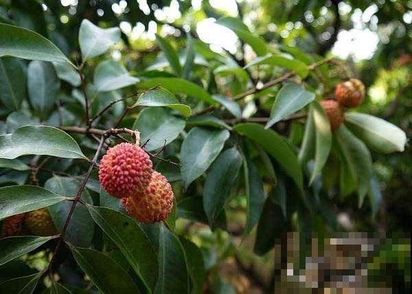 6种水果夏天少吃,容易上火,口干舌燥流鼻血! 6种水果夏天少吃,容易上火,口干舌燥流鼻血!