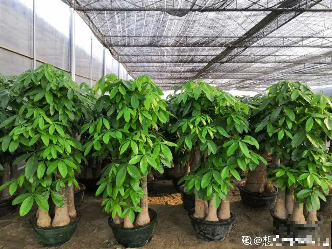 6种花不休眠，天热多浇水，才能长得快！