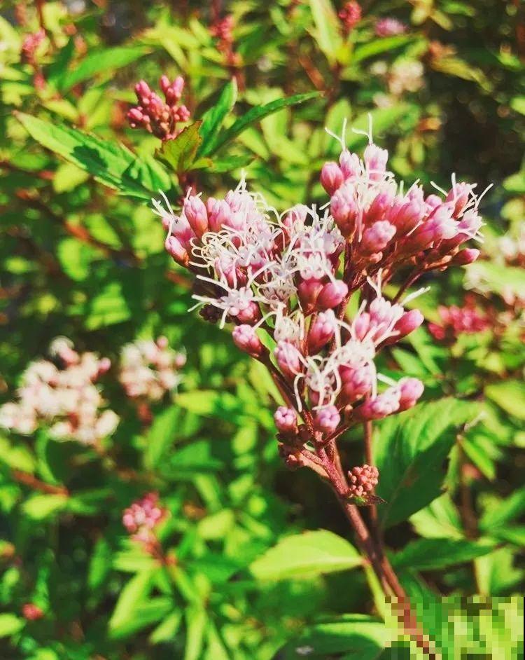 端午节,离不开这8种花,镇宅保平安! 端午节,离不开这8种花,镇宅保平安!