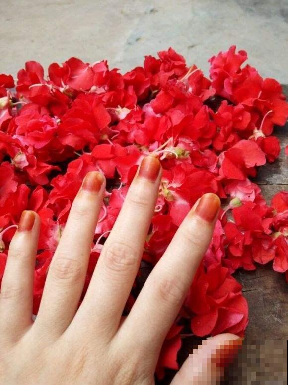 凤仙花可以涂指甲，可你知道怎么做吗？明矾万万不可少！